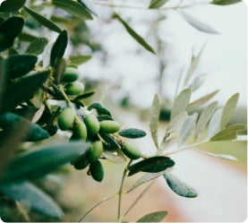 Olive Grove